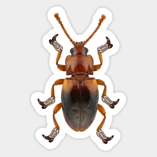 Billy The Booted Beetle Sticker